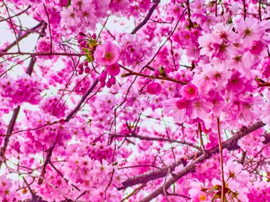 Bahar çiçekleri sırasında ikonik pembe sakura (Japon kirazı) çiçekleri, Lugano, İsviçre