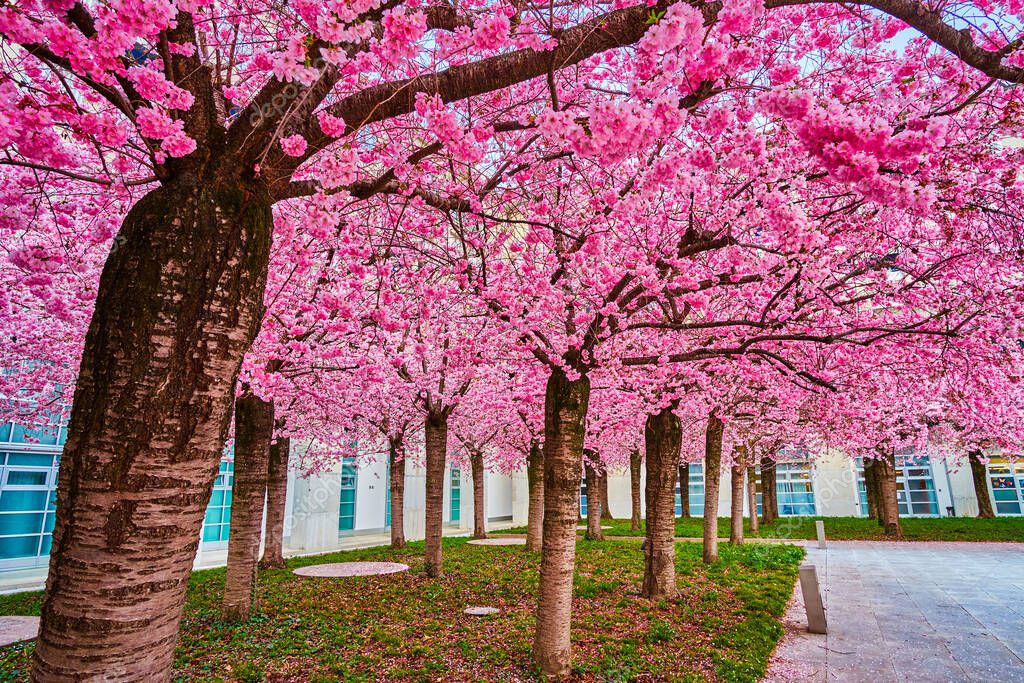 The bright blooming trees of Japanese Cherry in Lugano living neighborhood, Ticino, Switzerland