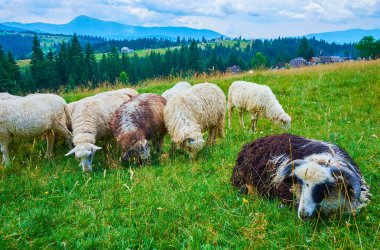 Önde koyun sürüsü olan yeşil dağ manzarasının tadını çıkarın, Karpatlar, Yablunytsya, Dağ Vadisi Biberleri, Ukrayna
