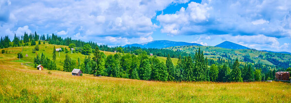 Panorama of the green mountain valley (polonyna) with tall grasses and wildflowers against Carpathian mountains, Yablunytsya, Mountain Valley Peppers, Ukraine