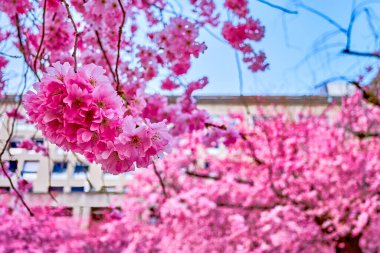 Çiçek açan pembe sakura ağaçları, Lugano, İsviçre 'de güzel bir bahar.