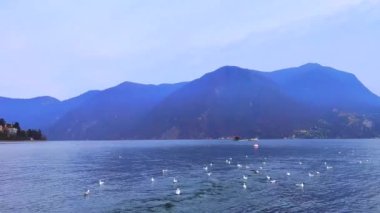 Lugano Gölü 'ndeki Martı sürüsü Cassarate Nehri' nde, limanda yatlar ve arka planda Monte Bre, Lugano, İsviçre