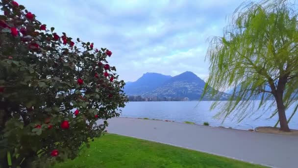Salgueiro Cênico Arbusto Florescente Camélia Parque Parco Belvedere Margem Lago — Vídeo de Stock
