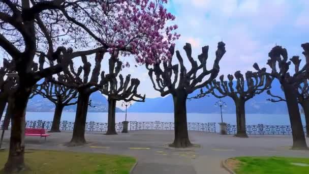 Disfrute Caminata Terraplén Del Lago Lugano Con Magnolia Floreciente Árboles — Vídeos de Stock