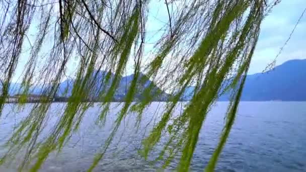 在瑞士卢加诺湖畔 柳树的风干上摇曳着长长的长长的枝叶 绿绿的春叶晶莹夺目 — 图库视频影像