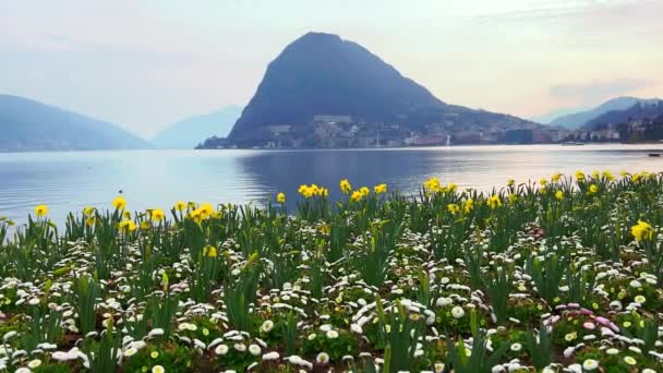Jonquils Amarelos Brilhantes Margaridas Brancas Margem Lago Lugano Parque Ciani — Vídeo de Stock
