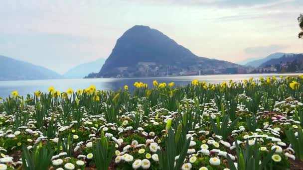 シアニ公園のルガーノ湖のエンバンクに咲くジョンキルとデイジーの美しい花壇のパノラマ バックグラウンドのモンテサンサルバトーレ ティチーノ スイス — ストック動画