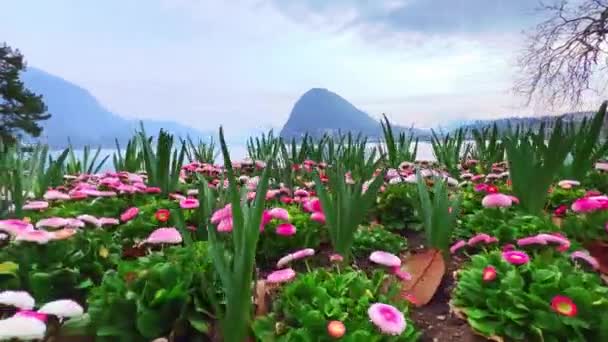 Ciani Park Taki Lugano Gölü Kıyısında Çiçek Tarlaları Boyunca Puslu — Stok video