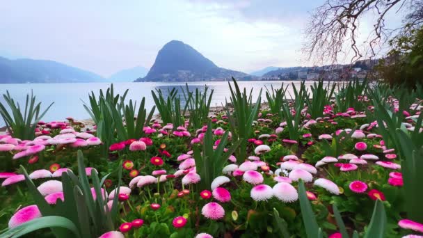 Ciani Park Taki Lugano Gölü Kıyısında Parlak Mor Papatyalar Puslu — Stok video