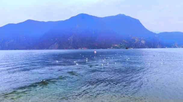 Hejno Racků Jezeře Lugano Řeky Cassarate Proti Mlhavým Lugano Prealps — Stock video