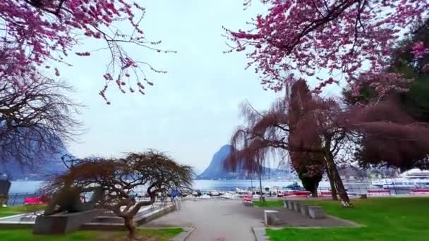 Прогулка Красивому Флористическому Парку Ланчетта Разросшимися Деревьями Японской Черешни Камамбы — стоковое видео