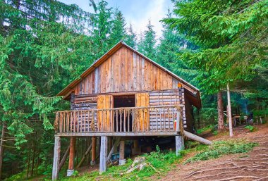 Molfar 'ın (büyücü, şifacı) eski kütük stilt evi, kozalaklı orman, Dağ Vadisi Biberleri, Karpatlar, Ukrayna