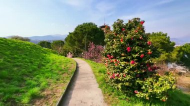 Çiçek açan Parco Panoramico Paradiso 'nun dar sokağında kırmızı kamelya ve gür mor manolya ağaçlarıyla yürüyün, İsviçre
