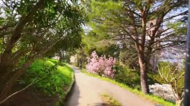 Çiçek açan Parco Panoramico Paradiso 'nun dar zig-zag geçidinde kırmızı kamelya ve yemyeşil manolyalar, çamlar ve yeşil çimenler, İsviçre