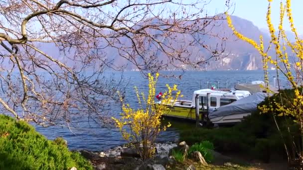 Lugano Gölü Seti Yayılmış Ağaç Yeşil Ardıç Ağacı Sarı Çalı — Stok video