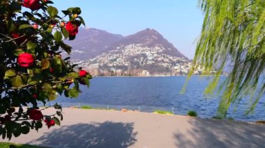 Kamelyanın güzel kırmızı çiçekleri Lugano Gölü ve Monte Bre, Lugano, Ticino, İsviçre 'nin önüne söğüt serer.