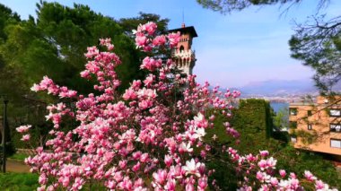 Çam ağacının ve Cattaneo Kalesi 'nin önündeki çiçek açan manolya lifi ağacı, Parco Panoramico Paradiso, İsviçre