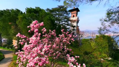 Magnolia liiflora ağacının güzel pembe çiçekleri, arka planda Castello Cattaneo (Villa Cattaneo), Paradiso, İsviçre 'deki Parco Panoramico Paradiso parkında yeşil çamlara karşı.