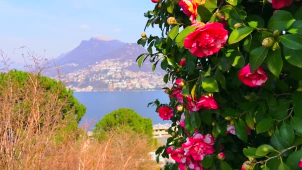 Parco Panoramico Paradiso Parkı Nda Arka Planda Lugano Gölü Monte — Stok video