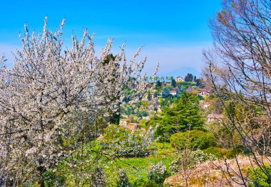 The lush blooming spring tree against the green Monte Bastia with vintage villas and green gardens, view from the top of San Vigilio Hill, Bergamo, Italy clipart