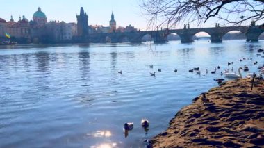 Vltava Nehri kıyısı üzerinde yüzen beyaz kuğular, martılar ve yaban ördekleri ile Eski Şehir Köprüsü, Prag, Çek Cumhuriyeti 'ndeki puslu Gotik Charles Köprüsü' ne karşı.