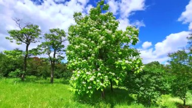 Ukrayna 'nın Kyiv Botanik Bahçesi' nde rüzgarlı bir günde yemyeşil çiçek açan Catalpa Speciosa ağacı