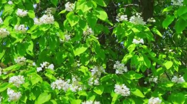 Yakından bakınca yemyeşil çiçek açan Catalpa Speciosa ağacı, Kyiv Botanik Bahçesi, Ukrayna