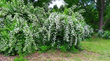 Güzel yemyeşil yasemin çalıları beyaz çiçekler ve küçük yeşil yapraklarla Kyiv Botanik Bahçesi, Ukrayna