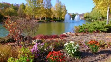 The colored blooming chrysanthemums on the bank of the lake with fountains, surrounded with red and yellow autumn trees, Mezhyhirya, Ukraine