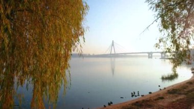 Sarı sonbahar söğüdü sisli Dinyeper Nehri ve Pivnichnyi (Kuzey) Köprüsü, Obolon, Kyiv, Ukrayna 'ya karşı rüzgarda sallanıyor.