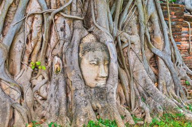 Buda, Wat Mahathat kompleksi, Ayutthaya, Tayland 'ın ana simgesi olan köklerinde yer alır.