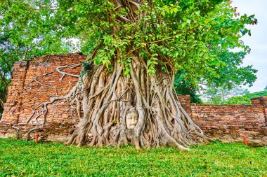 Wat Mahathat, Ayutthaya, Tayland 'daki Banyan ağaç köklerindeki Buda heykelinin başı.