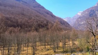 Kuru sarı çimenler ve Valle Verzasca ormanının uzun ağaçları ve Frasco, Ticino, İsviçre 'deki San Bernardo d' Aosta Kilisesi 'nin uzun saat kulesi.