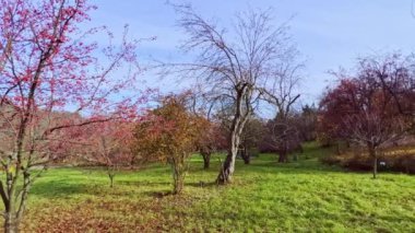 Ukrayna 'daki Kyiv Botanik Bahçesi' nin bahçesindeki yeşil çimlere kırmızı meyveli Mançurya yengeç ağacı panoraması