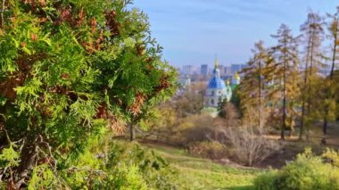Kyiv Botanik Bahçesi ve Ukrayna 'daki Vydubychi Manastırı' nın kozalaklı parlak yeşil dalları.