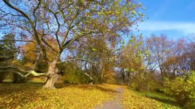 Amazing autumn sycamore grove with tall spread trees and yellow foliage on the ground, Kyiv Botanical Garden, Ukraine