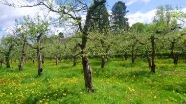 Baharda eski elma bahçesinin panoraması, ağaçlar bir sürü parlak sarı karahindiba, Kyiv, Ukrayna ile çevrili yeşil çimlerle çevrilidir.