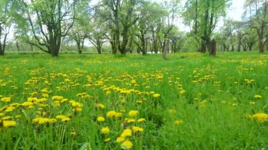 Ukrayna Expocenter (VDNH), Kyiv