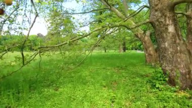 Büyük Glade, Oleksandriya, Bila Tserkva, Ukrayna 'da yetişen eski çınar ağaçlarının yanından yürü.