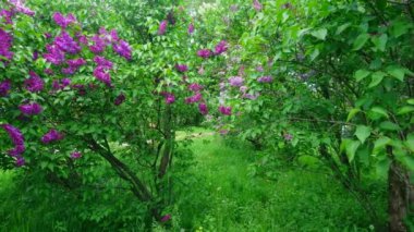 Oleksandriya, Bila Tserkva, Ukrayna sirenyumunda renkli çiçeklerle dolu bereketli leylak çalıları.