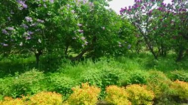 Oleksandriya Ağaç Bahçesi 'nin çiçek açan siringaryumu. Ukrayna' da birçok gür leylak çalısı var.