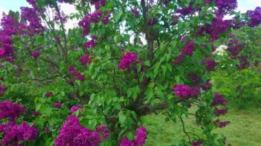 Renkli leylak çalıları, Bila Tserkva, Ukrayna, Arboretum Oleksandriya 'nın güzel bahar sirengaryumunun manzarası.