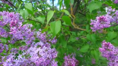 Çiçek açan güzel bir leylak çalısı, mor cilt bakımı ve yeşil yapraklar.