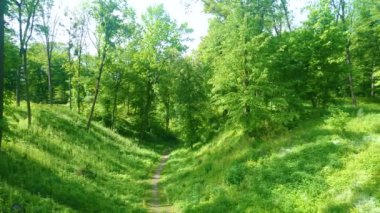 Panorama of the scenic green ravine landscape in forest of Arboretum Oleksandriya, Bila Tserkva, Ukraine