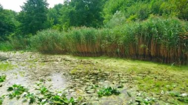 Büyümüş Khorol Nehri, Cherevky, Ukrayna 'da yemyeşil yaz ormanlarının panoraması.
