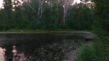Ormanın derinliklerinde, Velyka Bahachka, Ukrayna 'daki küçük göletin üzerindeki alaca karanlık.
