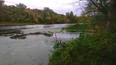 Psel Nehri, Velyka Bahachka, Ukrayna yakınlarındaki manzaralı yaz ormanının tadını çıkarın.