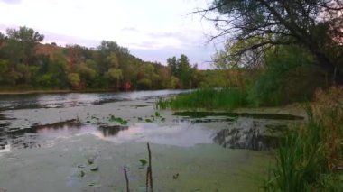 Psel Nehri 'nin akşam manzarası, yemyeşil ormanlarla çevrili, Velyka Bahachka, Ukrayna
