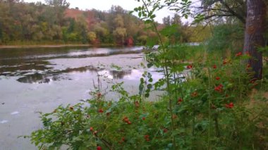Yeşilliğin, güllük gülistanlık meyvelerin ve hızlı akan Psel Nehri 'nin, Velyka Bahachka' nın, Poltava Oblastının, Ukrayna 'nın tadını çıkarın.