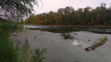 Psel Nehri kıyısında, yemyeşil orman Velyka Bahachka, Ukrayna 'nın tadını çıkarın.